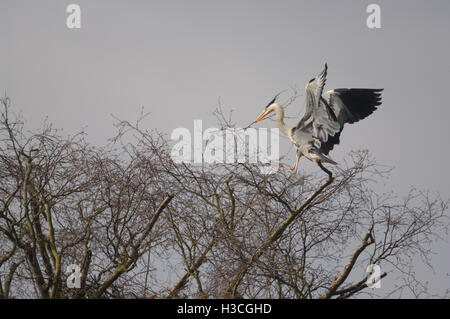 Héron cendré Ardea cinerea en vol pour treetop nest avec matériel de nidification, Herts, Mars Banque D'Images