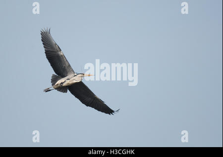 Héron cendré Ardea cinerea en vol pour treetop nest avec matériel de nidification, Herts, Mars Banque D'Images