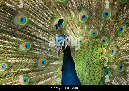 Peacock (Pavo cristatus) Affichage des plumes, Essex Banque D'Images