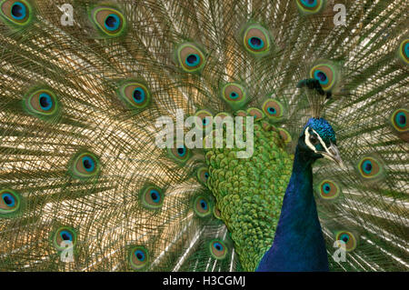 Peacock (Pavo cristatus) Affichage des plumes, Essex Banque D'Images