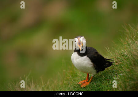 Macareux moine (Fratercula arctica) appelant à s'accoupler, îles Shetland, Août Banque D'Images