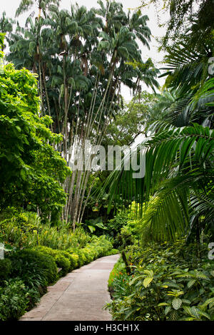 Singapour, jardins botaniques, National Orchid Garden chemin à côté de bambou Banque D'Images