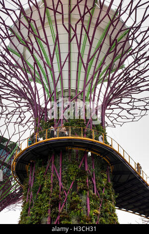 Singapour, les jardins de la baie, Supertree Grove, les visiteurs sur l'OCBC skyway marche élevée Banque D'Images