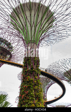 Singapour, les jardins de la baie, Supertree Grove, l'OCBC skyway marche élevée Banque D'Images