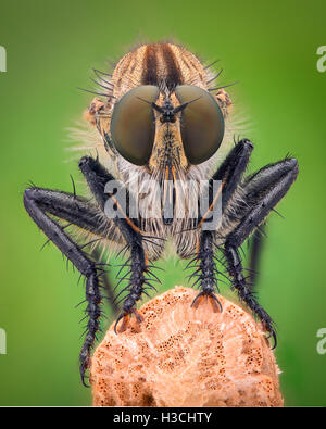 Grossissement extrême - Robber fly, front view Banque D'Images