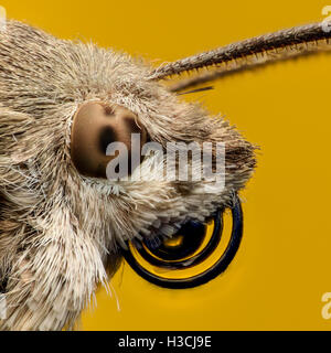 Hummingbird hawk-moth grossissement extrême, portrait Banque D'Images