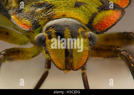 Gros plan extrême de Stink Bug de couleur Banque D'Images