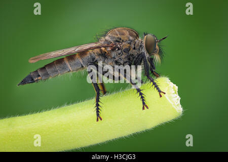 Grossissement extrême - Robber fly, side view Banque D'Images