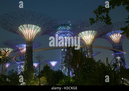 Jardins à Supertrees by the Bay, Singapour Banque D'Images