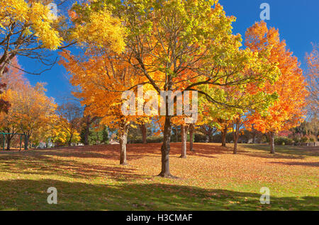 Couleurs d'Automne dans le parc public ou Gresham. Banque D'Images