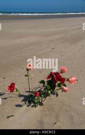 Roses sur plage, Dee River State Park, Lincoln City, Oregon Banque D'Images