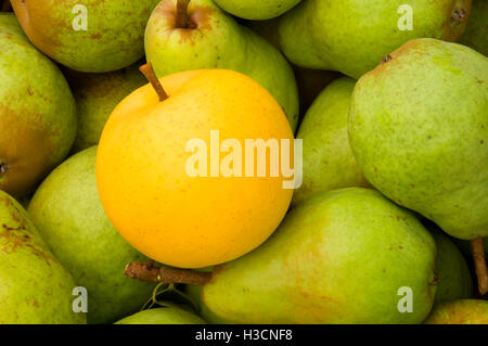 Poires Bartlett poires asiatiques, Marion County, Oregon Banque D'Images