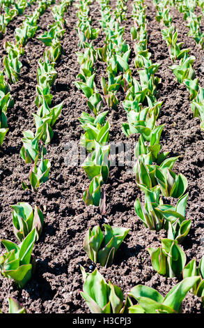 Rangées de tiges vert tulip sortant d'un sol fertile, composition verticale. Banque D'Images