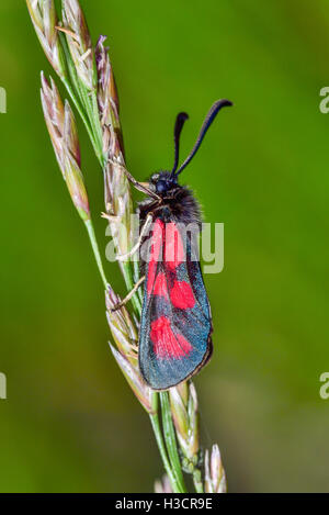 Slender Scotch Burnet Banque D'Images