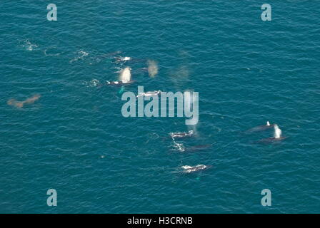 Vue aérienne de pod de baleines à bosse au large des îles Anglo-Normandes, Californie Banque D'Images