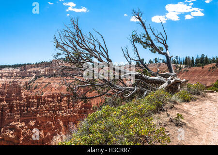 Arbre mort à Bryce Canyon National Park, Utah Banque D'Images