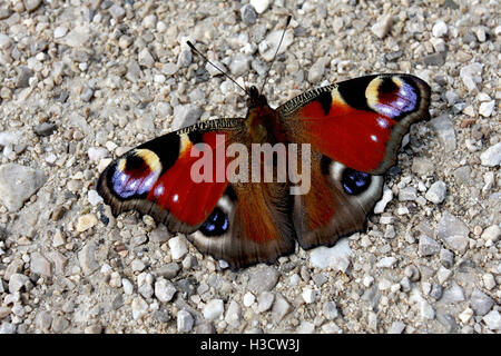 Peacock Butterfly resting Banque D'Images