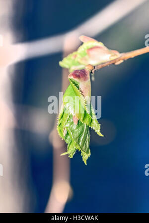 Frais vert printemps bud on tree branch Banque D'Images