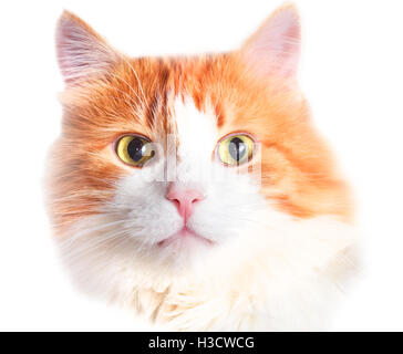 Portrait de chat rouge adultes isolated over white Banque D'Images