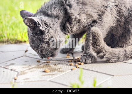 Les sans-abri chat gris mange de la nourriture sèche à journée d'été Banque D'Images