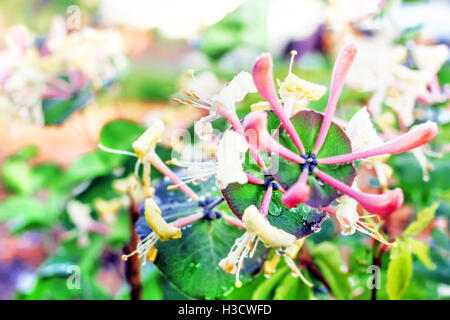 Gouttes d'eau sur des fleurs au jour lumineux de l'été Banque D'Images