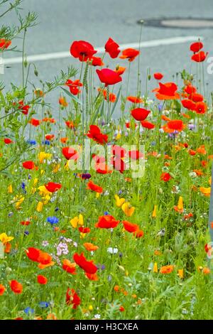 Belles fleurs en rouge, orange et jaune bleu. Différents types de fleurs de pavot à opium, comme le champ de pavot de Californie dans une frontière en fleurs Banque D'Images