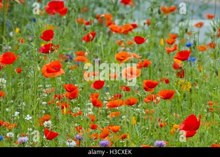 Belles fleurs en rouge, orange et jaune bleu. Différents types de fleurs de pavot à opium, comme le champ de pavot de Californie dans une frontière en fleurs Banque D'Images