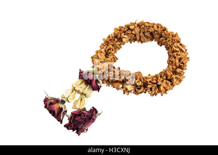 Jasmine garland sec isolé sur fond blanc et clipping path Banque D'Images