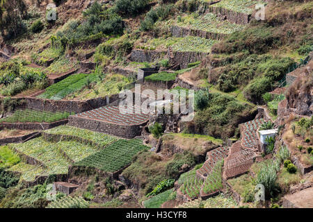 L'agriculture et les paysages de l'île de Madère. Vue de la terrasse et les terres cultivées Banque D'Images