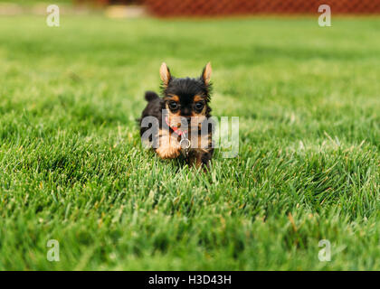 Portrait de Yorkshire Terrier puppy sitting on grassy field Banque D'Images