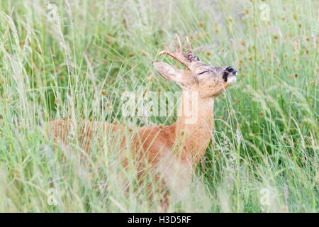 L'adulte à l'aide de buck re son sens de l'odorat pour sélectionner l'herbe pour manger dans un pâturage d'été, Norfolk, Angleterre. Banque D'Images