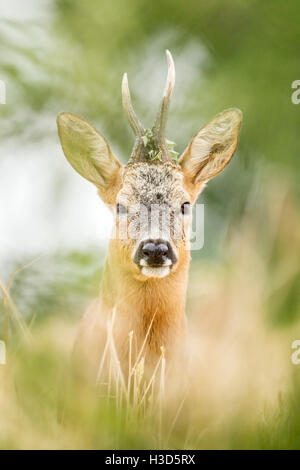 Un Roe buck une position ferme dans son ancien territoire durant le chevreuil rut annuel, Norfolk, Angleterre Banque D'Images