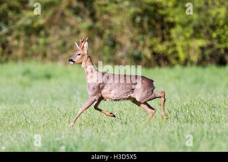 Un jeune Roe buck, mi-mue, sur le déplacement dans une prairie au printemps, Norfolk, Angleterre Banque D'Images