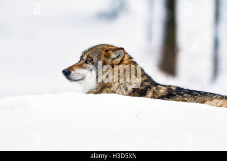 Un loup gris mâle en captivité se cache derrière une banque de neige dans la forêt, parc national de la forêt bavaroise, Allemagne Banque D'Images