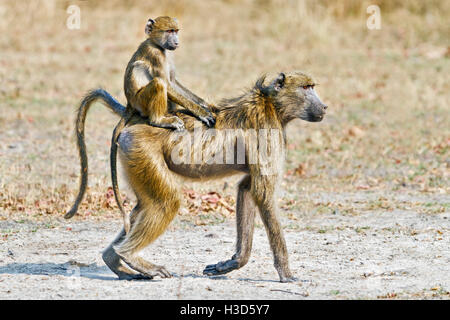 Un jeune babouin savane équitation dans la position jockey sur le dos de sa mère, Parc National de Mosi-oa-Tunya, Zambie Banque D'Images