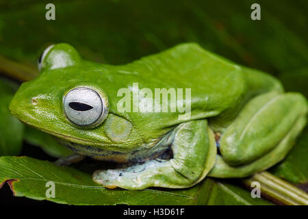 Norhayati's Flying grenouille dans la forêt tropicale de Malaisie. Banque D'Images