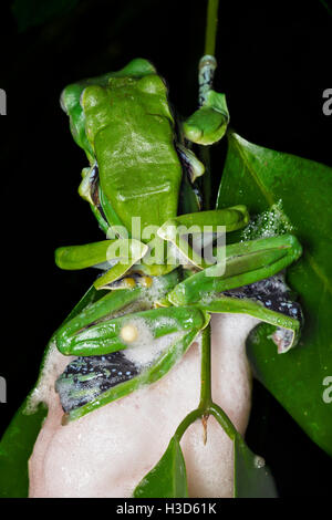 Paire d'accouplement d'un dimorphisme sexuel du Norhayati en amplexus grenouille dans la forêt tropicale de Malaisie Banque D'Images
