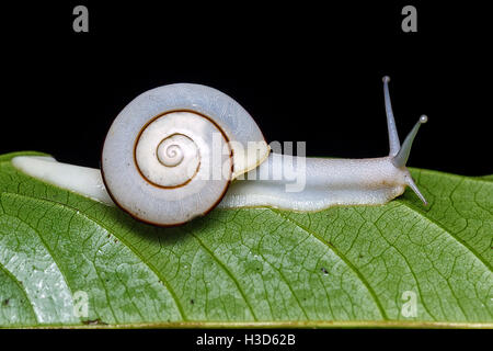 Un escargot blanc sur une feuille verte dans une forêt vietnamienne Banque D'Images