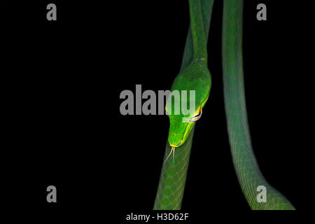 Malayan Vine Snake teste l'air avec sa langue fourchue au sens de quelle direction une odeur est entrée dans une forêt à Singapour Banque D'Images