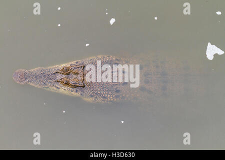 Vue aérienne d'un estuaire Crocodile (Crocodylus porosus) flottant dans une rivière de la mangrove, Singapour, Sungei Buloh Banque D'Images