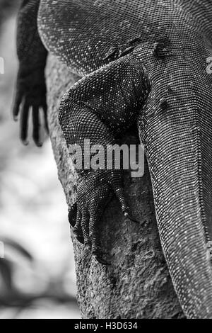 Un grand malaise adultes Varan d'eau (Varanus salvator) dormir sur un arbre de la mangrove, Singapour, Sungei Buloh Banque D'Images