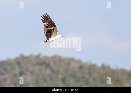 Hot White-bellied Sea Eagle survolant mangroves tropicales sur l'île de Langkawi, Malaisie Banque D'Images