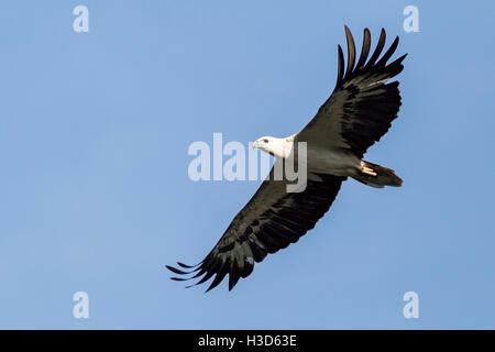 Hot White-bellied Sea Eagle survolant mangroves tropicales sur l'île de Langkawi, Malaisie Banque D'Images