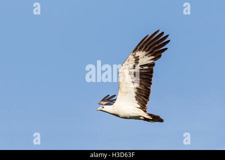 Hot White-bellied Sea Eagle survolant mangroves tropicales sur l'île de Langkawi, Malaisie Banque D'Images