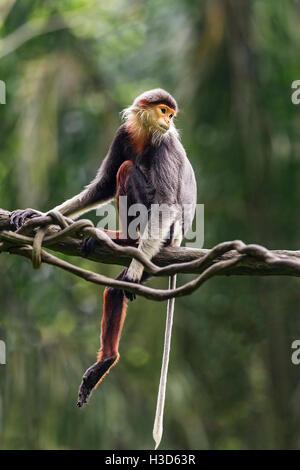 Un jeune Red-shanked douc est assis sur une branche d'un arbre, le Zoo de Singapour Banque D'Images