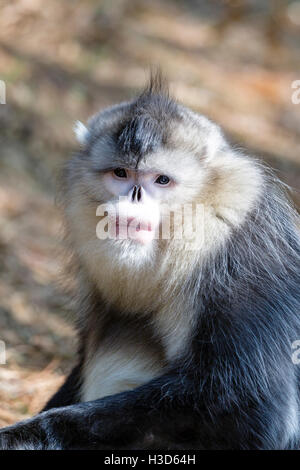 Close-up portrait d'un homme adulte Black snub-nosed singe dans une forêt de l'Himalaya, Yunnan, Chine Banque D'Images