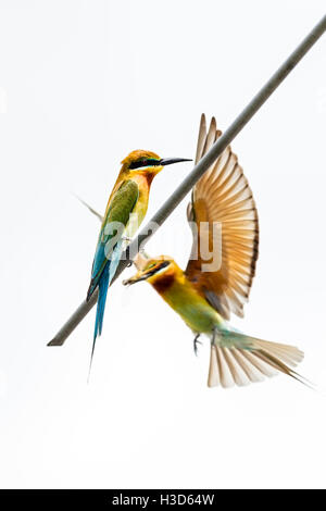 Une paire de blue-tailed bee-eaters s'engager dans le comportement de cour sur une antenne de toit dans le paysage urbain de Singapour Banque D'Images