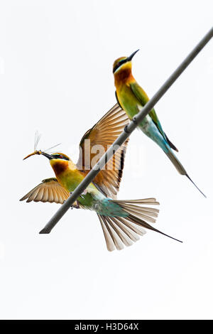 Une paire de blue-tailed bee-eaters s'engager dans le comportement de cour sur une antenne de toit dans le paysage urbain de Singapour Banque D'Images