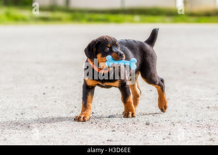 Rottweiler Puppy Playing Toy bleu avec l'os en caoutchouc Banque D'Images