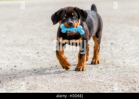 Portrait de Rottweiler chiot en caoutchouc bleu tenant un os dans la bouche Banque D'Images